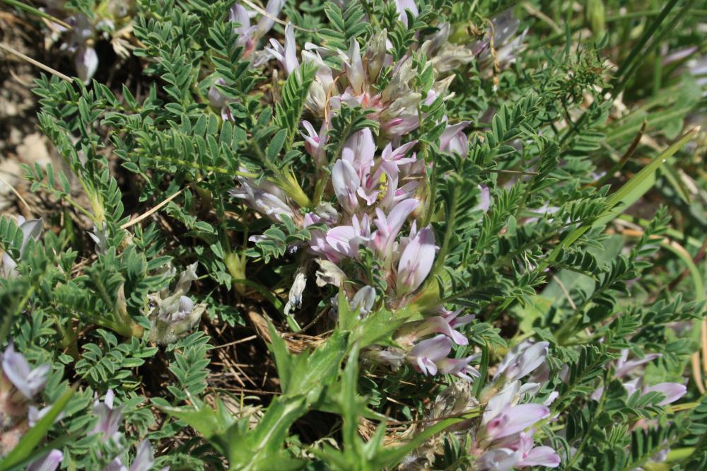 Astragale toujours vert Astragalus sempervirens Lam., 1783