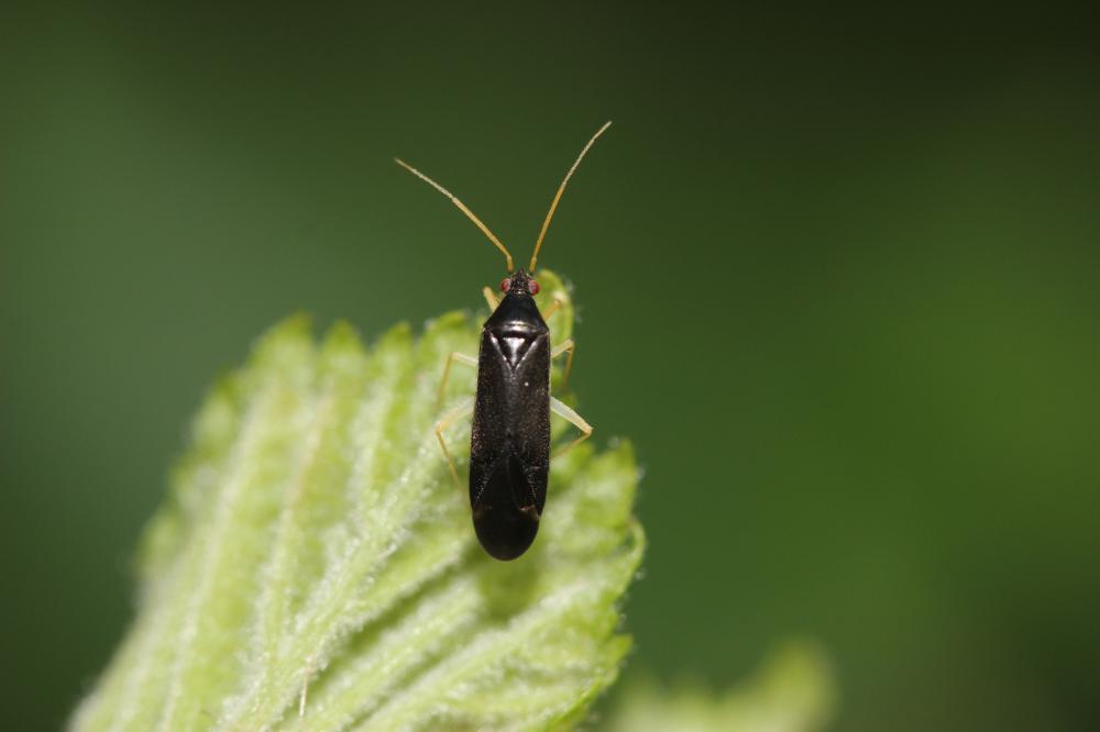  Phylus coryli (Linnaeus, 1758)