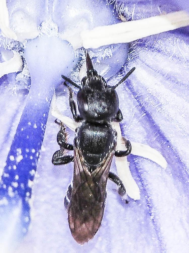 Chelostoma rapunculi (Lepeletier, 1841)