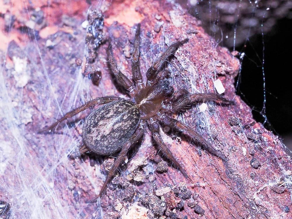  Lycosoides coarctata (Dufour, 1831)