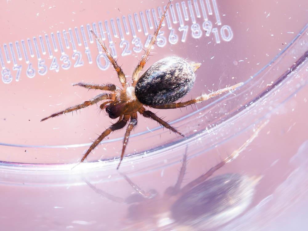  Lycosoides coarctata (Dufour, 1831)