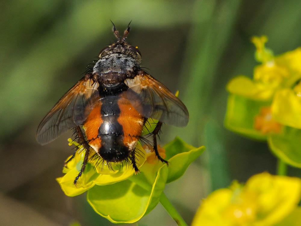 Tachina magnicornis (Zetterstedt, 1844)