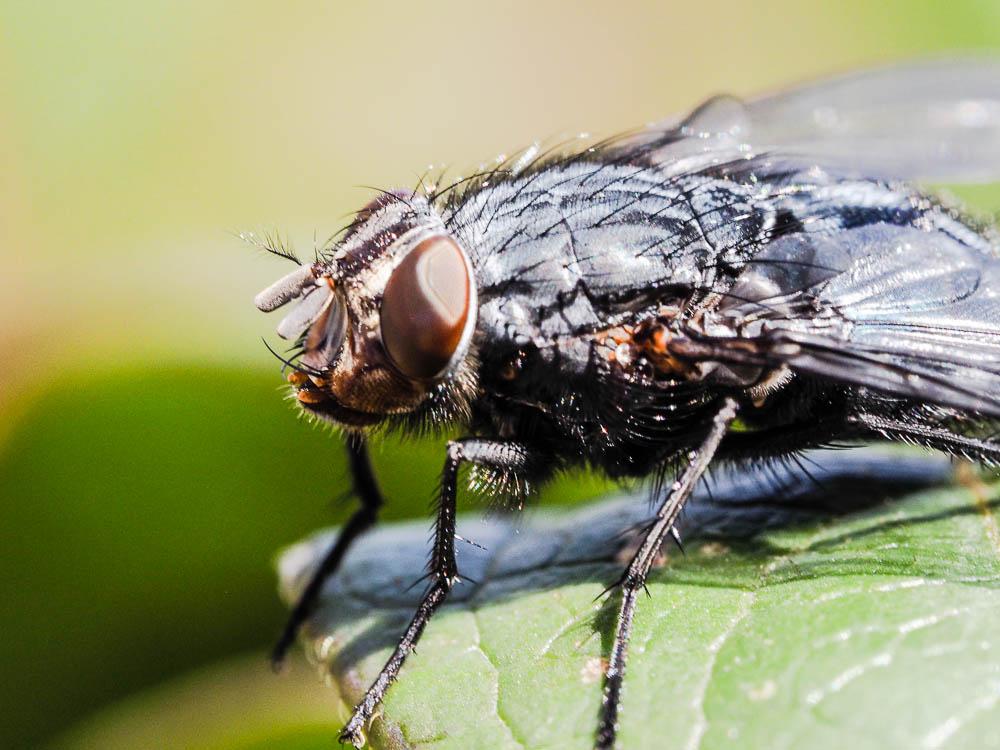 Calliphora vicina Robineau-Desvoidy, 1830