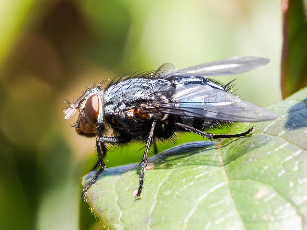 Calliphora vicina Robineau-Desvoidy, 1830