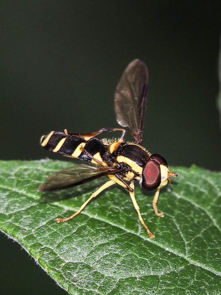  Xanthogramma dives (Rondani, 1857)