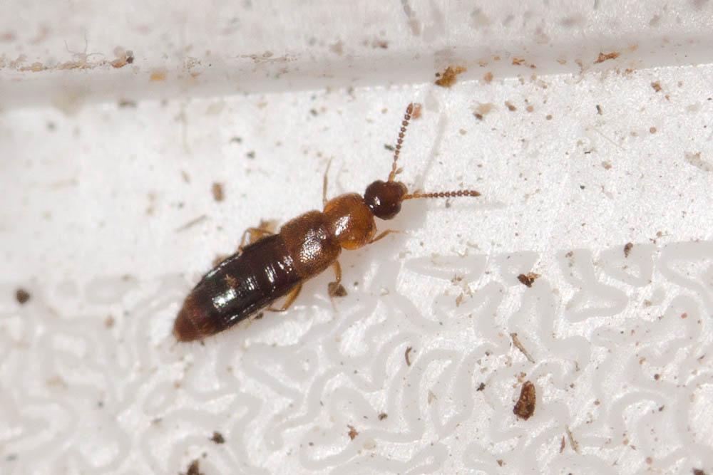  Plataraea Thomson, 1858