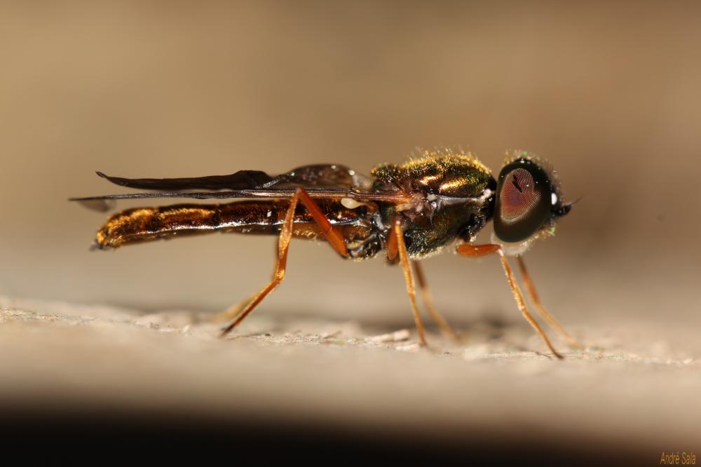 Sargus bipunctatus (Scopoli, 1763)
