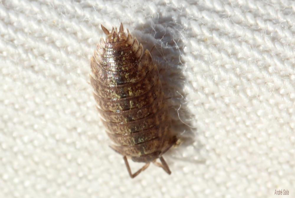 Le Cloporte commun (Le) Oniscus asellus Linnaeus, 1758