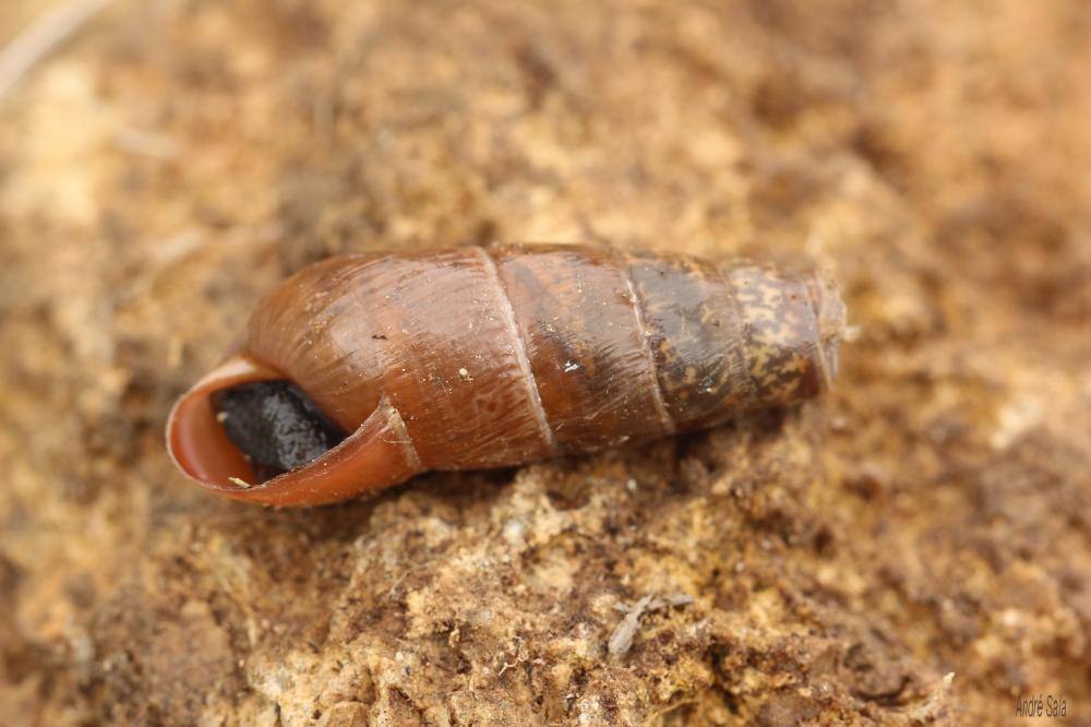 Bulime tronqué Rumina decollata (Linnaeus, 1758)