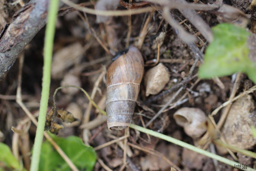 Bulime tronqué Rumina decollata (Linnaeus, 1758)