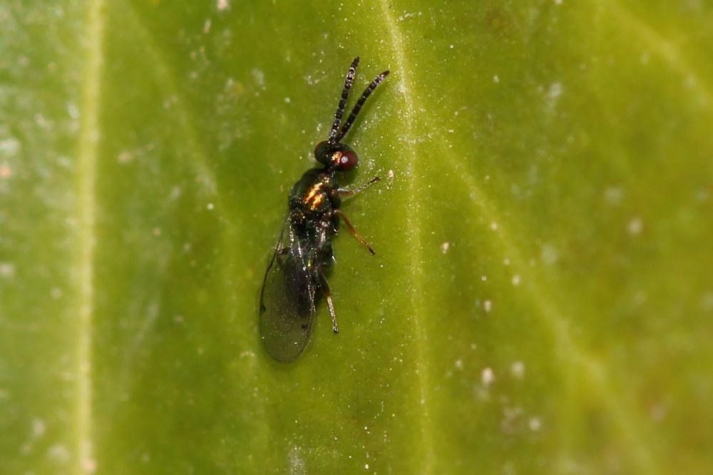 Pteromalidae Dalman, 1820