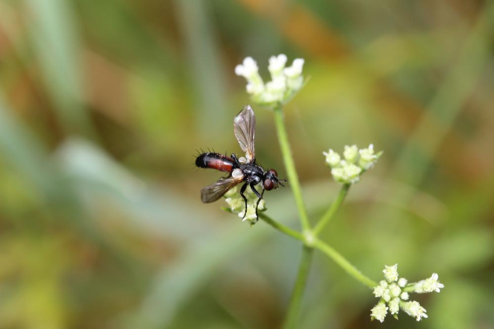  Cylindromyia intermedia (Meigen, 1824)