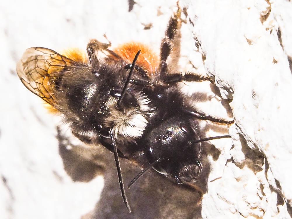 Osmia cornuta (Latreille, 1805)
