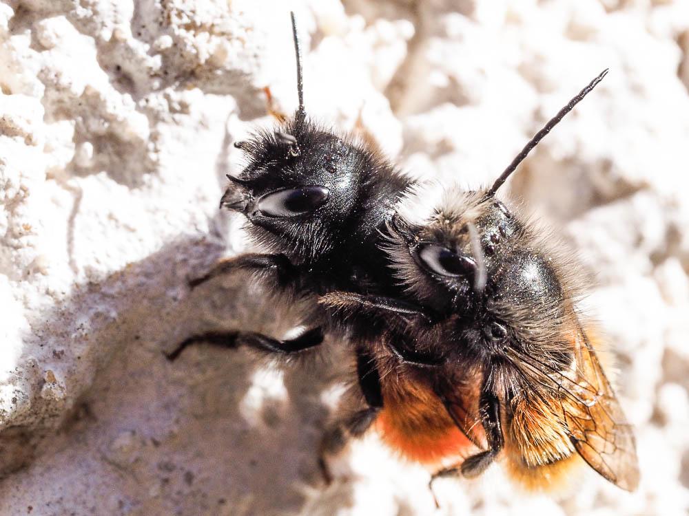 Osmia cornuta (Latreille, 1805)