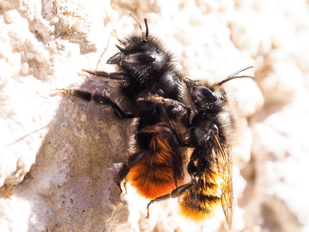  Osmia cornuta (Latreille, 1805)