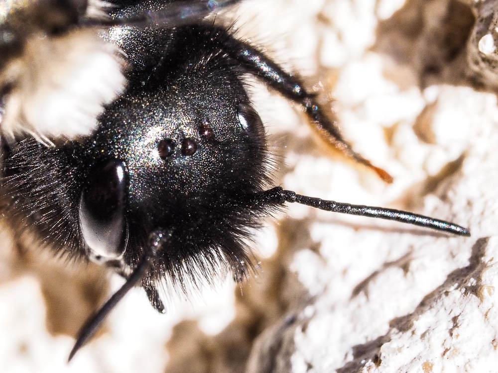 Osmia cornuta (Latreille, 1805)