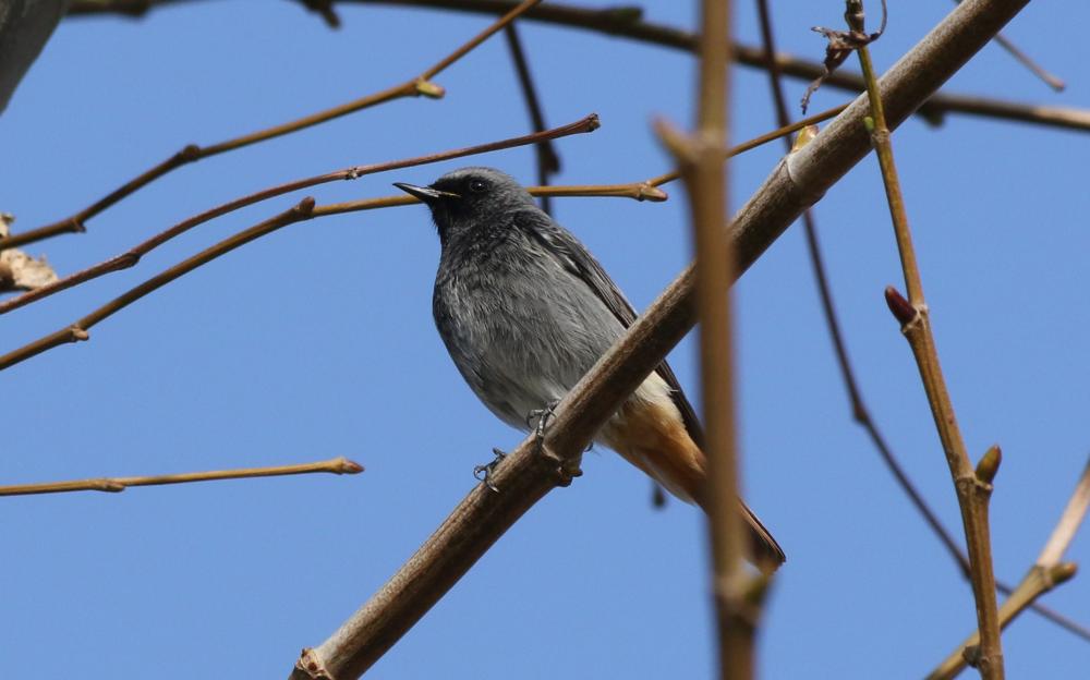 Rougequeue noir Phoenicurus ochruros (S. G. Gmelin, 1774)