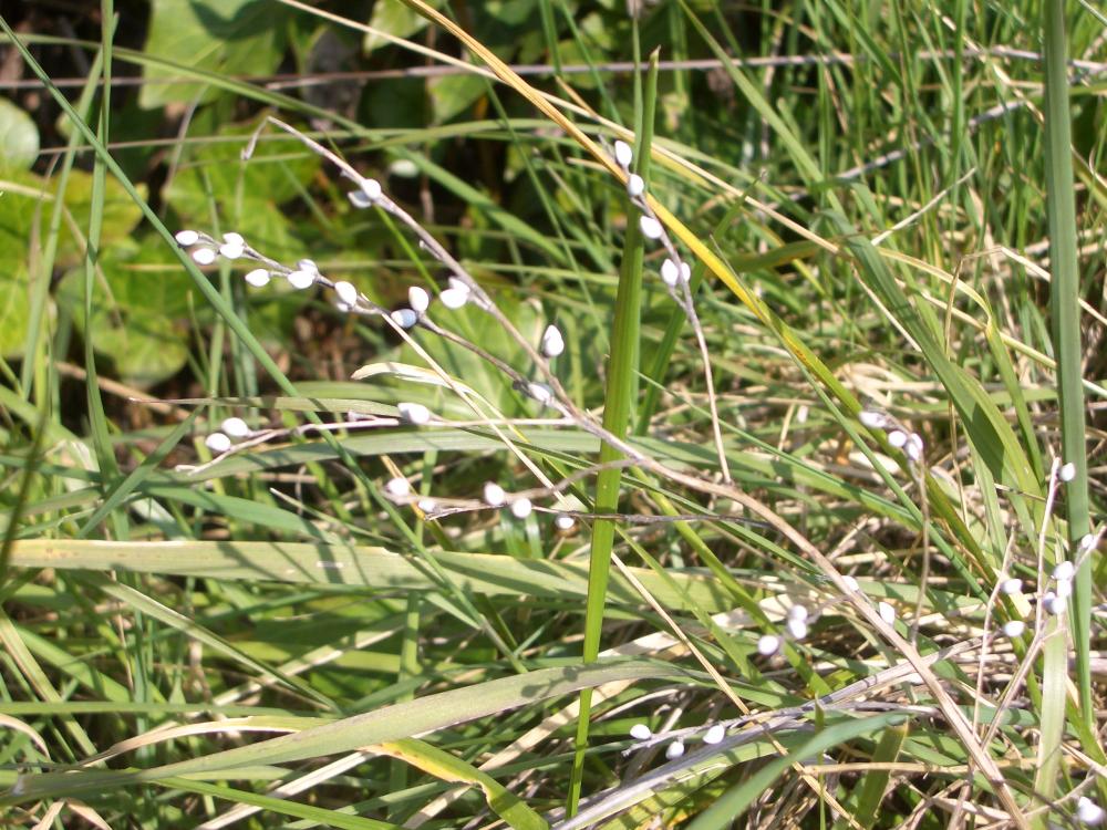 Grémil officinal, Herbe aux perles Lithospermum officinale L., 1753