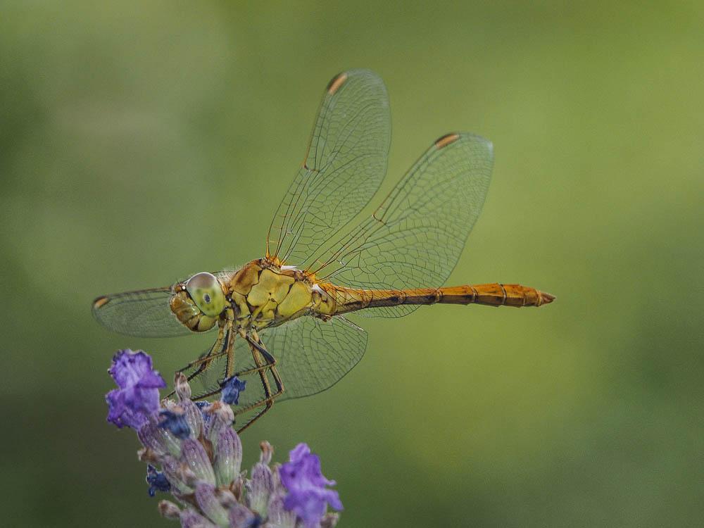 Sympétrum méridional (Le) Sympetrum meridionale (Selys, 1841)