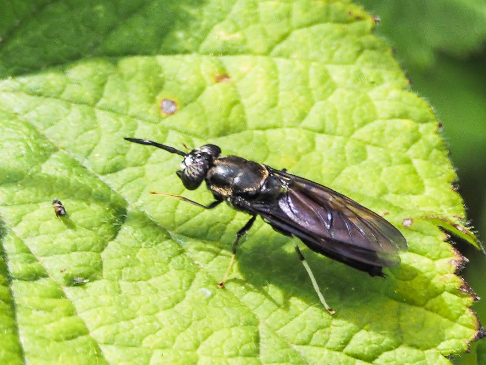  Hermetia illucens (Linnaeus, 1758)