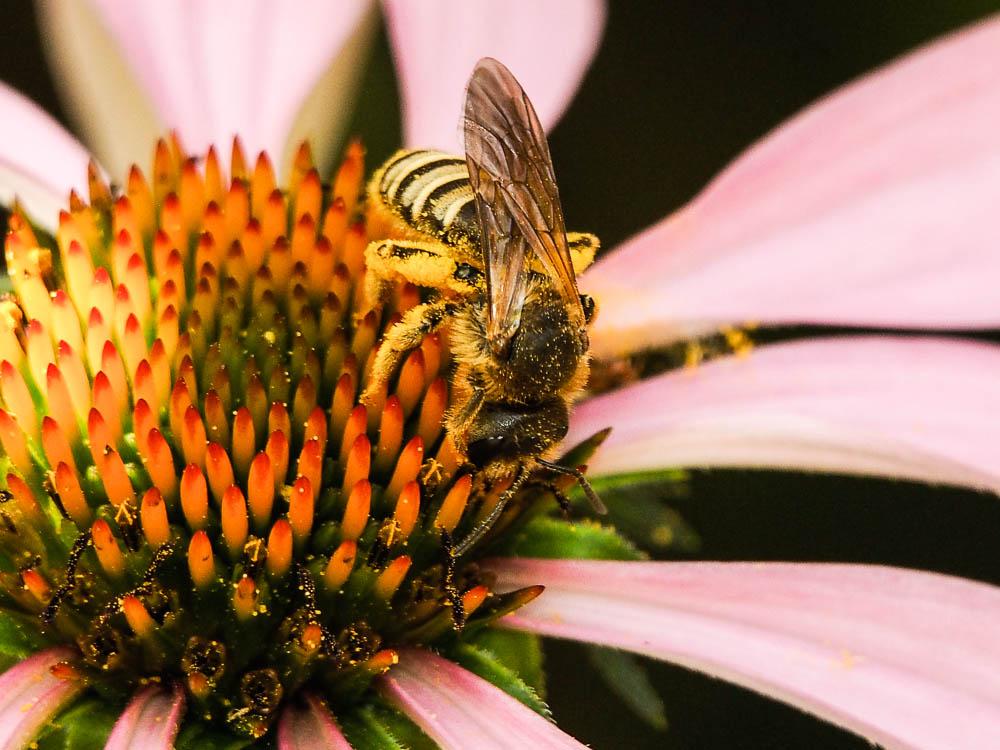  Halictus scabiosae (Rossi, 1790)