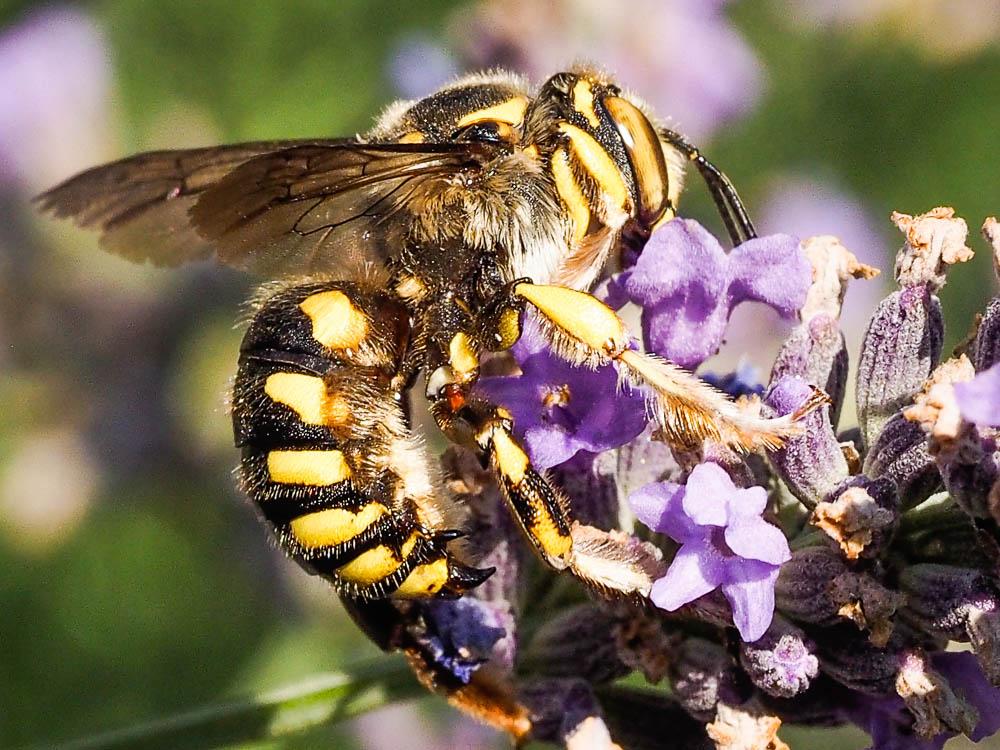  Anthidium florentinum (Fabricius, 1775)