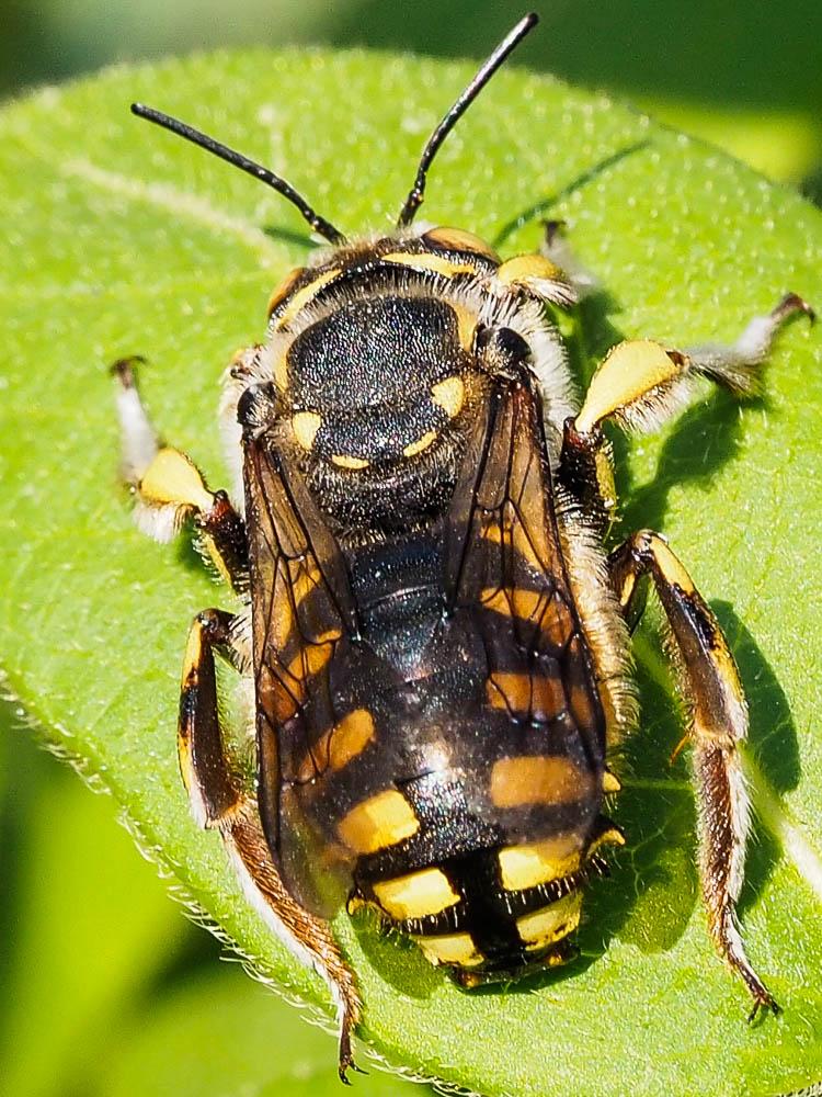 Anthidium florentinum (Fabricius, 1775)