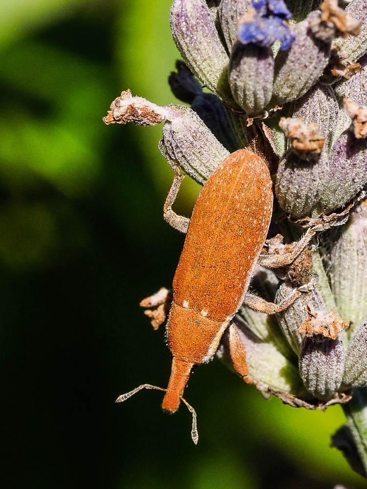 Lixus Fabricius, 1801