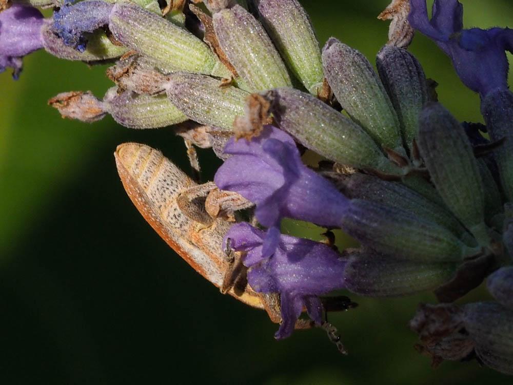  Lixus Fabricius, 1801