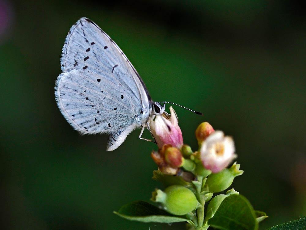 Azuré des Nerpruns (L'), Argus à bande noire (L'), Celastrina argiolus (Linnaeus, 1758)