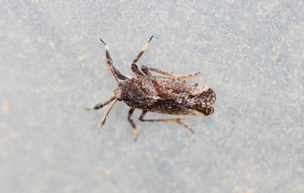 Delphacide à corne Asiraca clavicornis (Fabricius, 1794)
