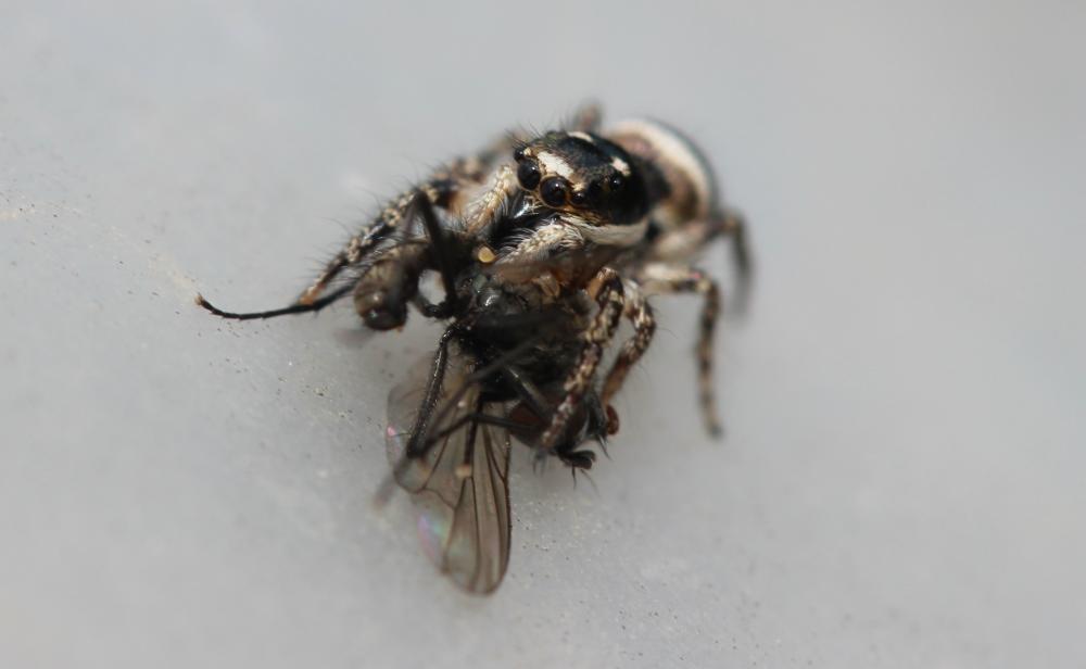  Salticus propinquus Lucas, 1846