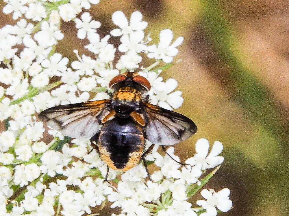 Ectophasia crassipennis (Fabricius, 1794)