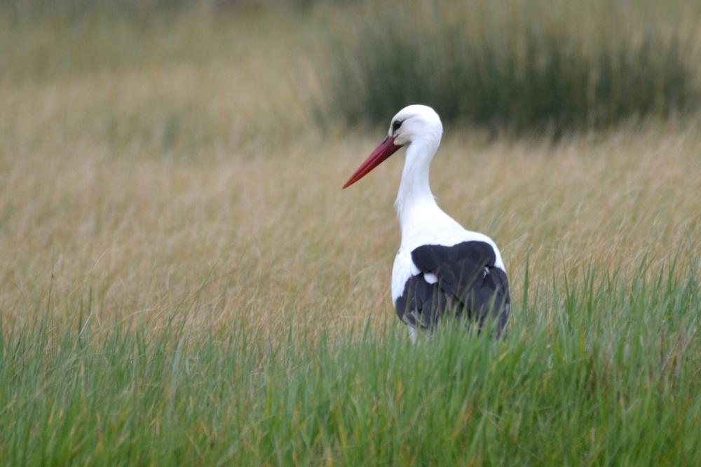 Cigogne blanche Ciconia ciconia (Linnaeus, 1758)