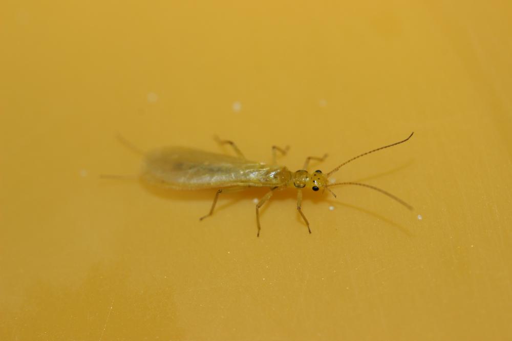 Chloroperlidae Enderlein, 1909