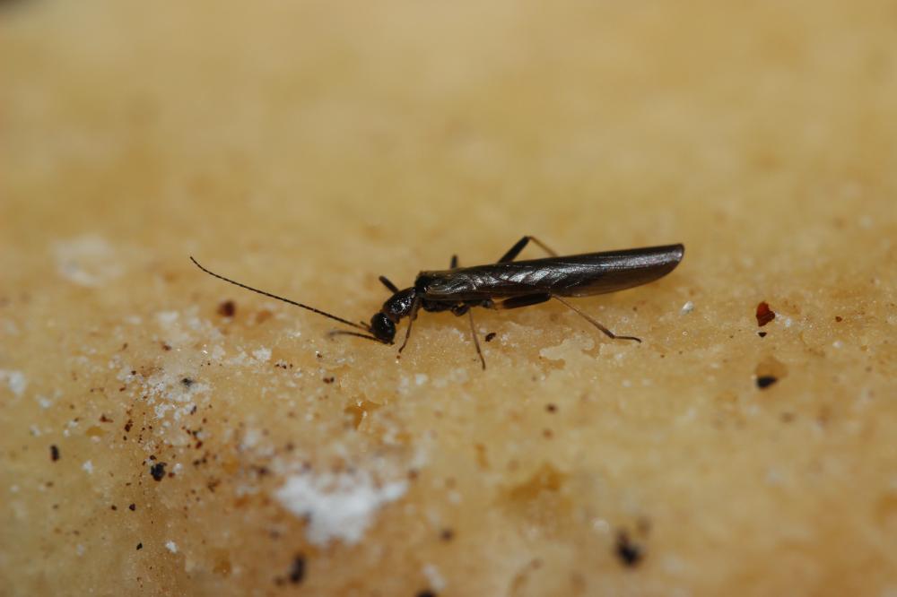Plectoptera Saussure, 1864
