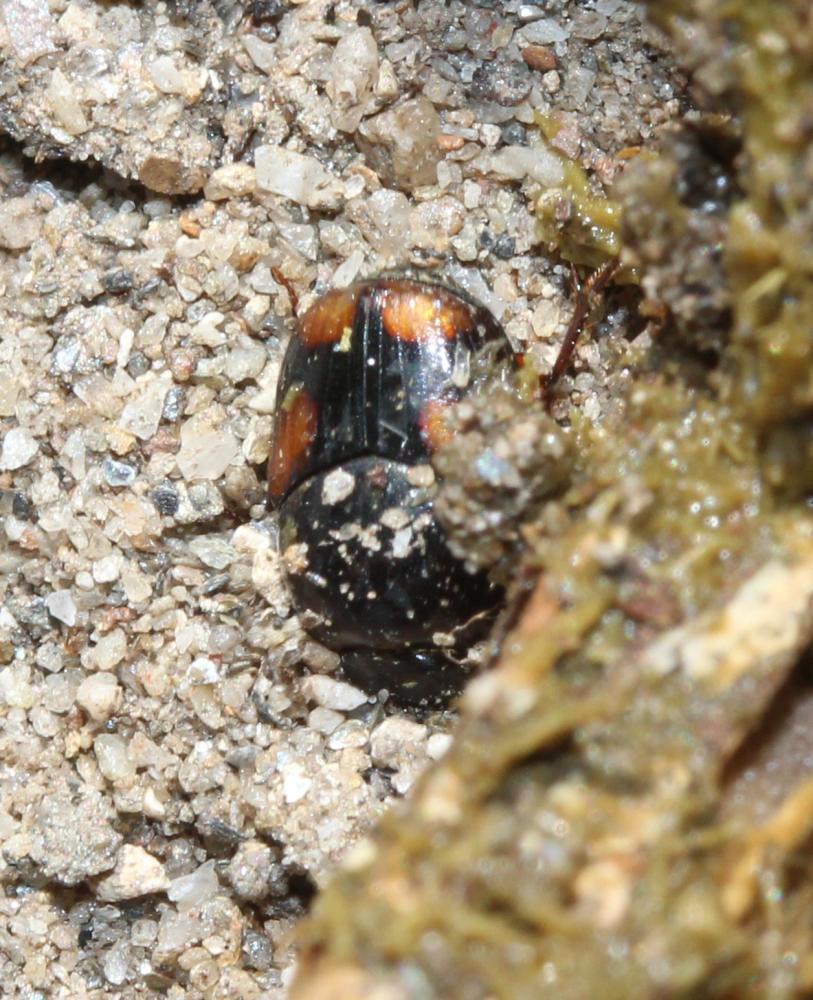  Caccobius schreberi (Linnaeus, 1767)