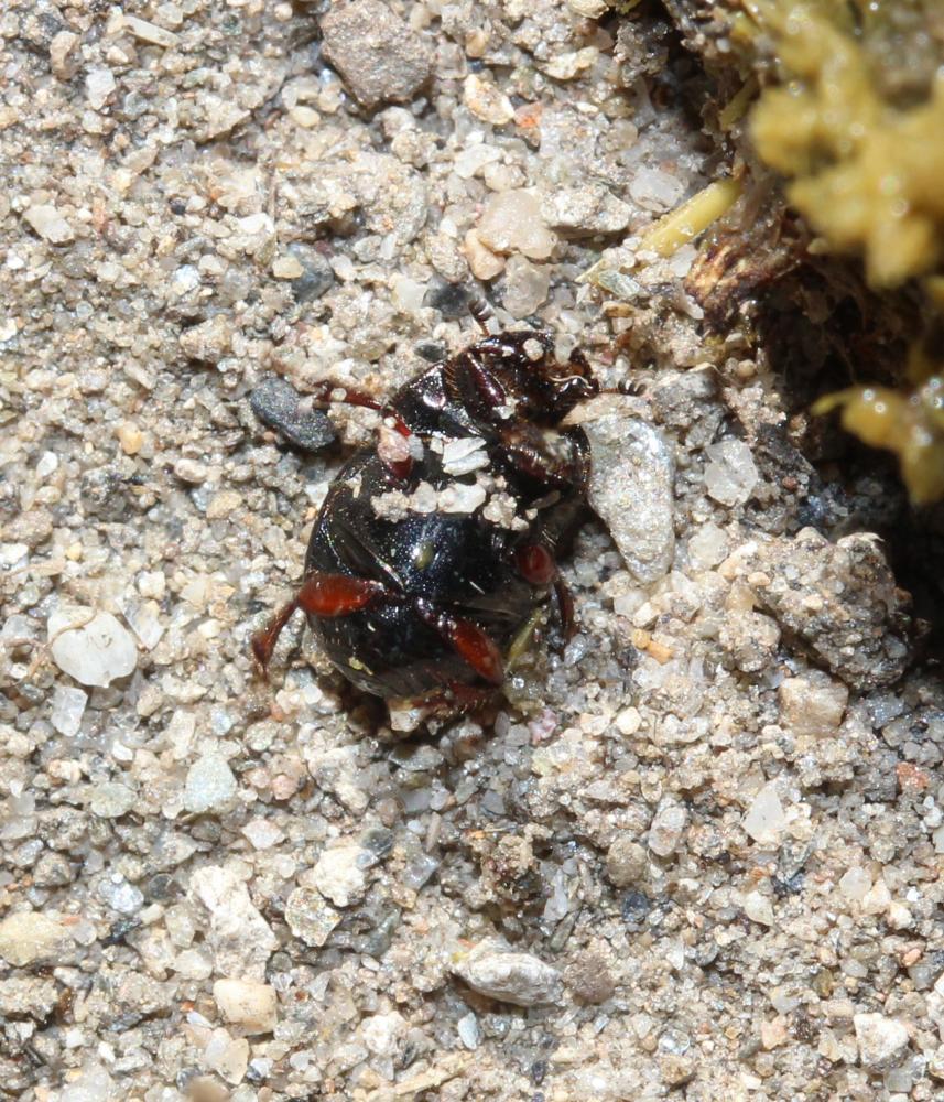 Caccobius schreberi (Linnaeus, 1767)