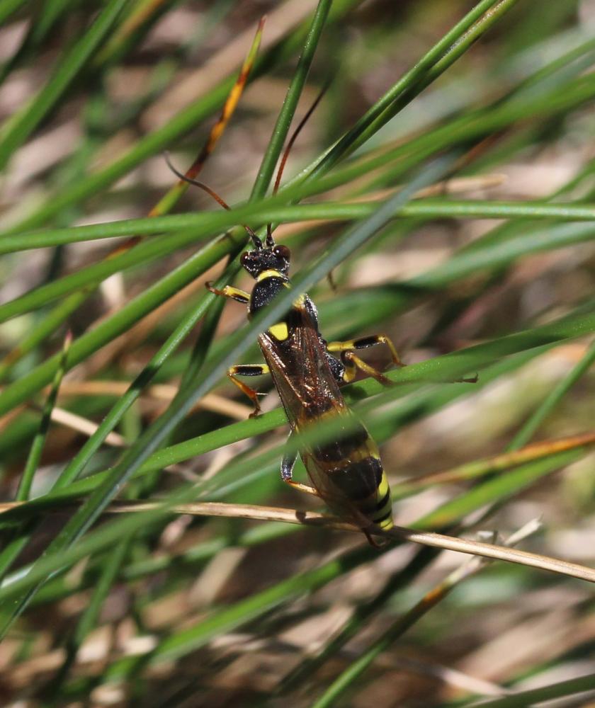 Ichneumonidae Latreille, 1802