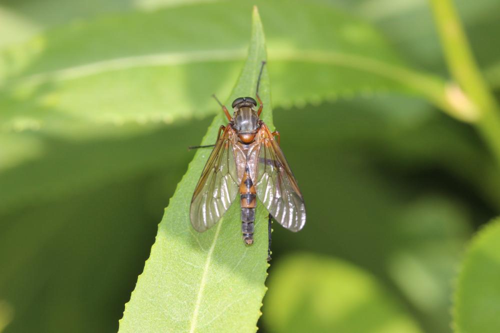 Rhagio annulatus (De Geer, 1776)