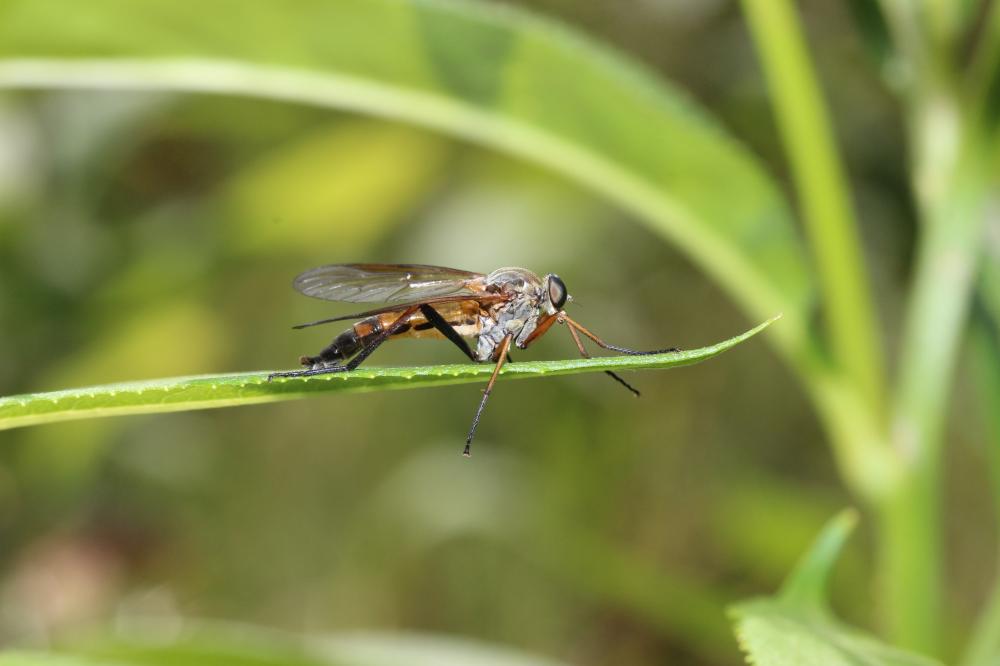  Rhagio annulatus (De Geer, 1776)