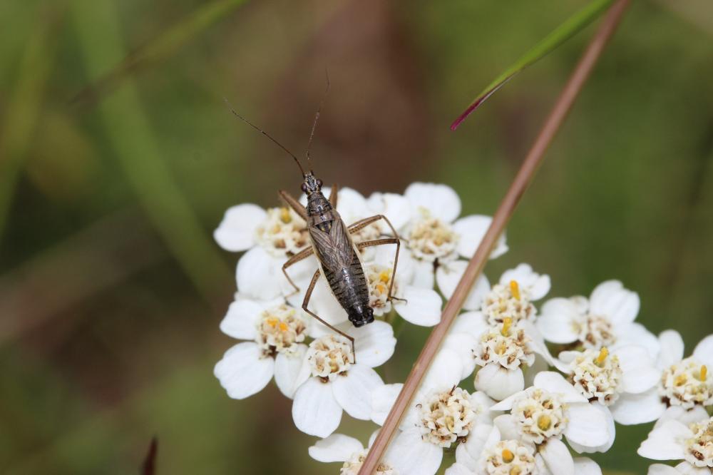 Nabis flavomarginatus Scholtz, 1847
