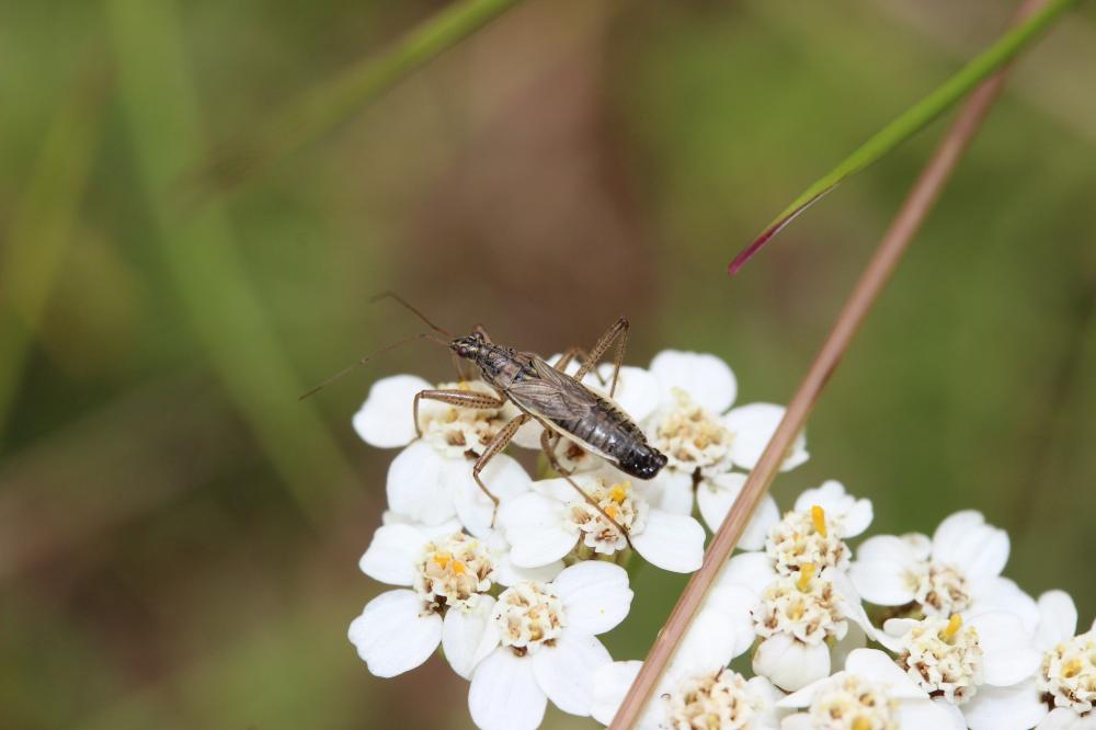Nabis flavomarginatus Scholtz, 1847