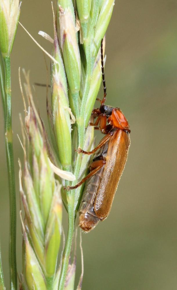 Rhagonycha nigriceps (Waltl, 1838)