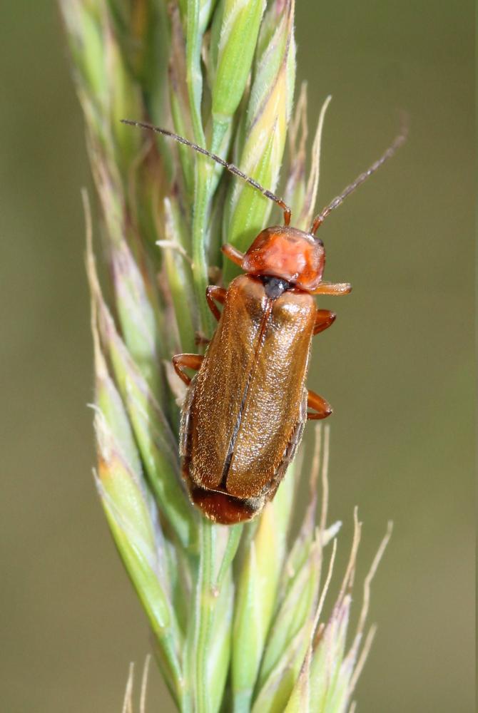 Rhagonycha nigriceps (Waltl, 1838)
