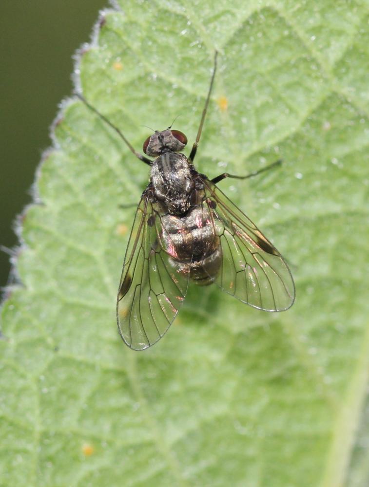 Chrysopilus cristatus (Fabricius, 1775)