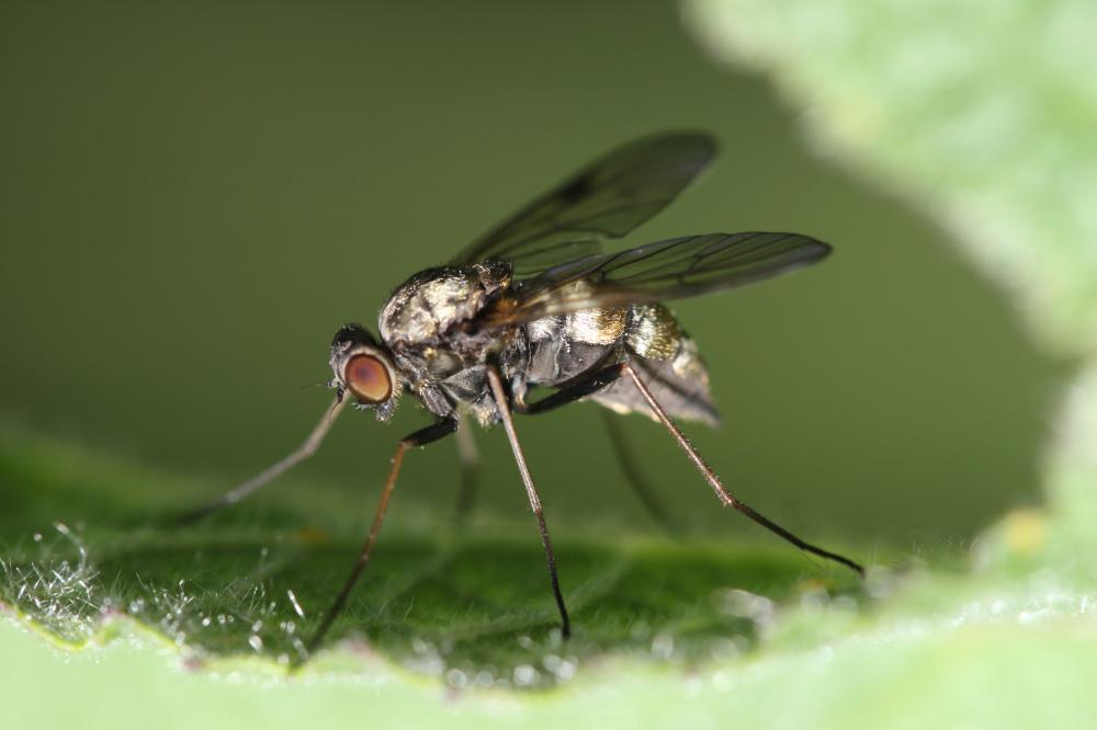  Chrysopilus cristatus (Fabricius, 1775)