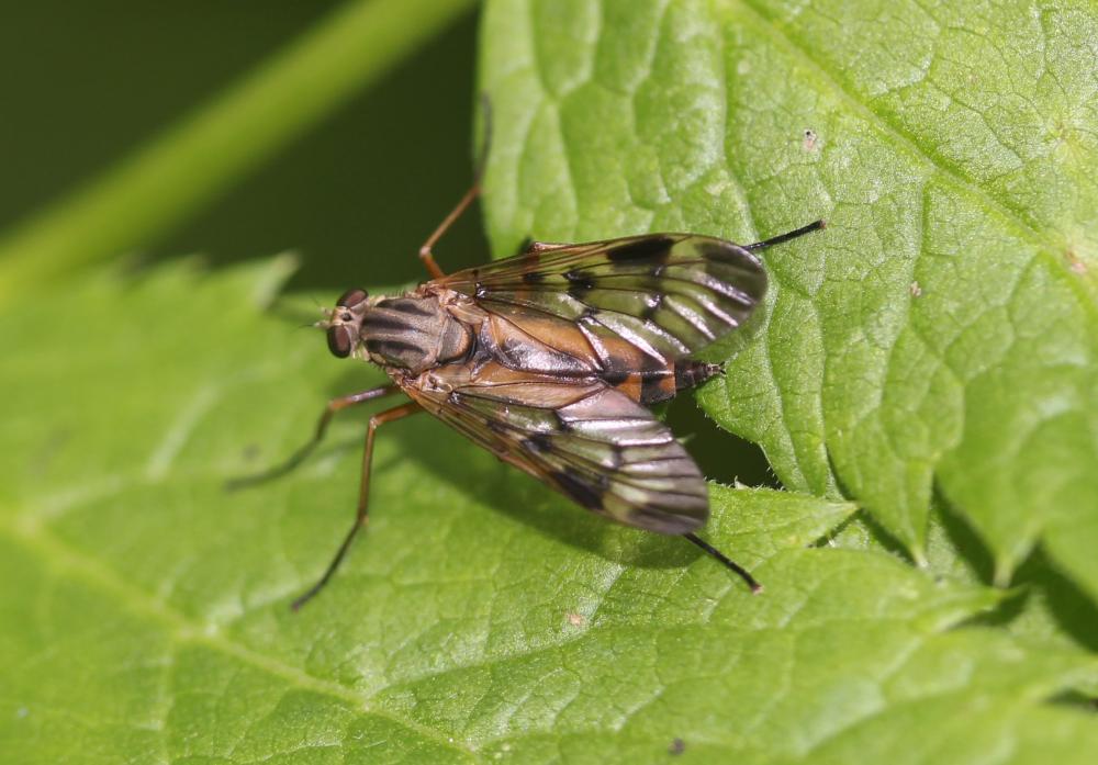  Rhagio scolopaceus (Linnaeus, 1758)