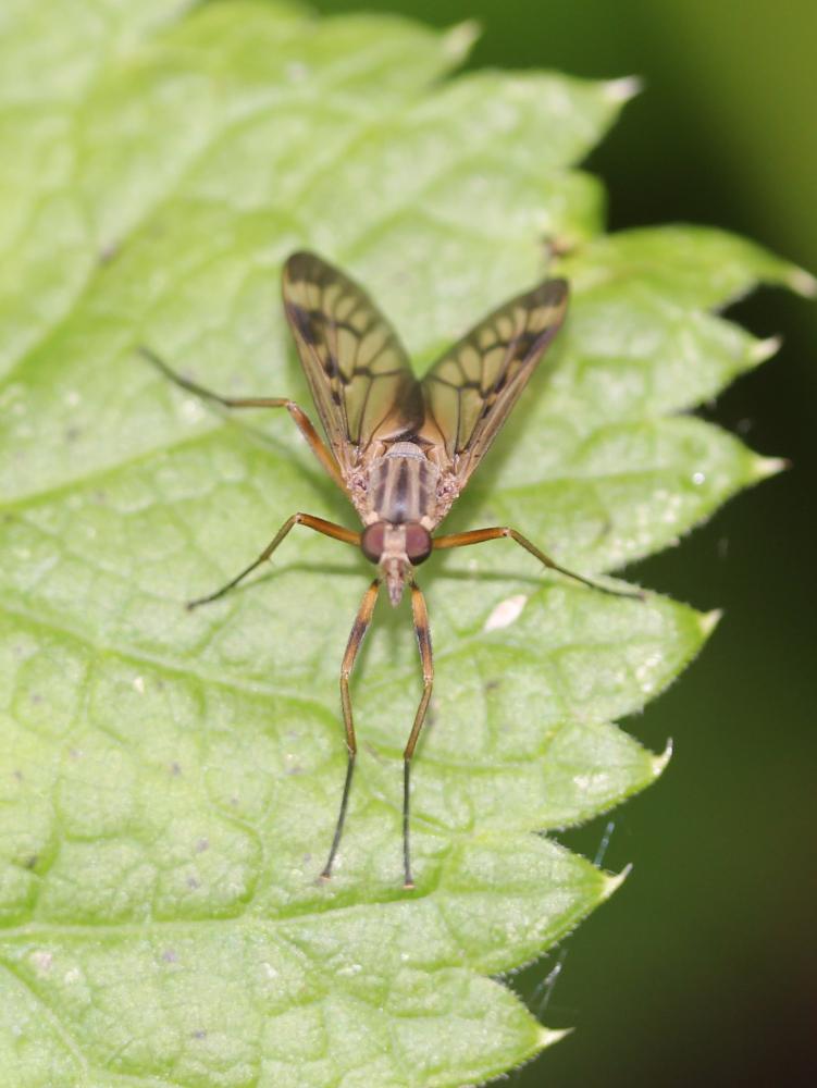 Rhagio scolopaceus (Linnaeus, 1758)