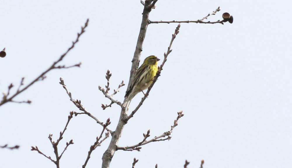 Serin cini Serinus serinus (Linnaeus, 1766)